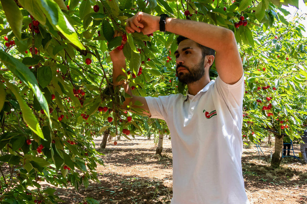 la logistica vito tricarico